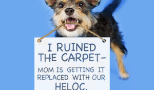 cute puppy who ruined homeowners carpet